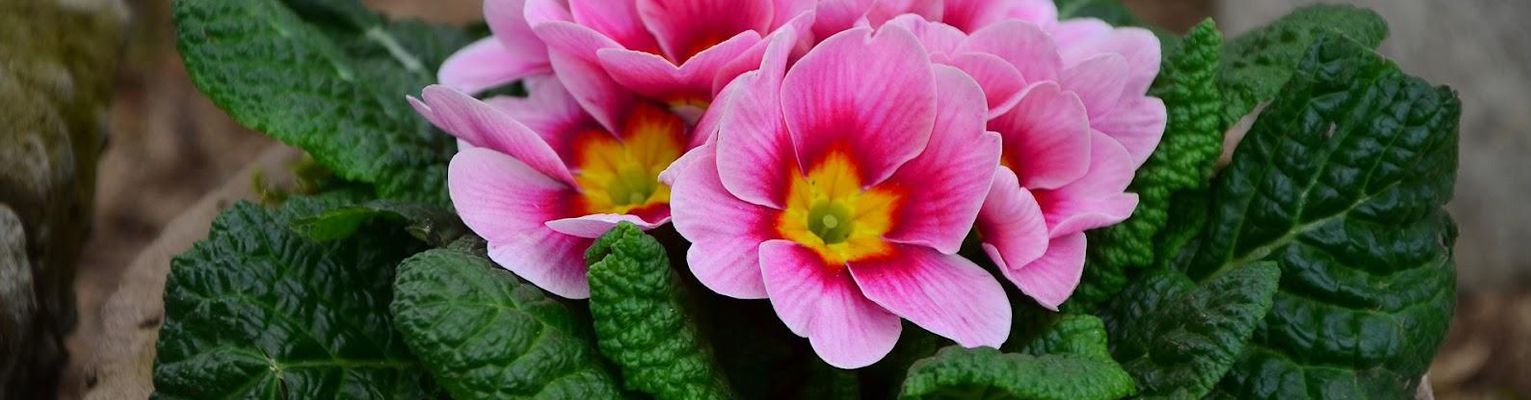 kaasu çiçekçilik menekşeler