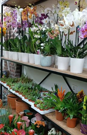 Karasu Çiçekçilik Dükkanı