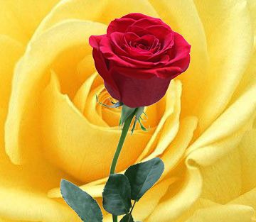 karasu çiçekçisi annelerimize sevgiyle