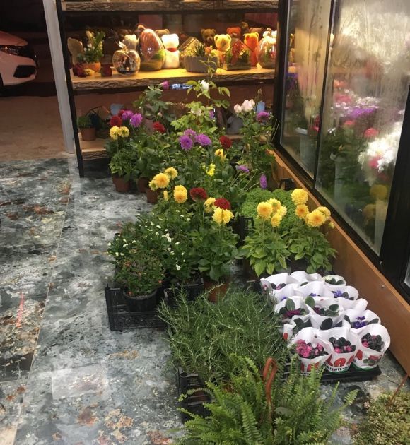 karasu çiçekçisi bitkiler