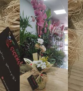 karasu çiçekçi ofis açılışı orkidesi
