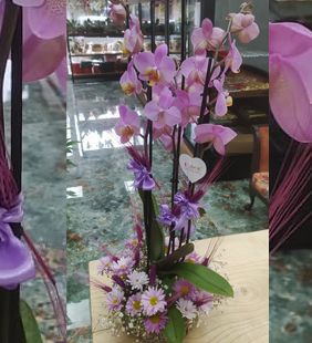 karasu çiçekçilik sevgiliye orkide