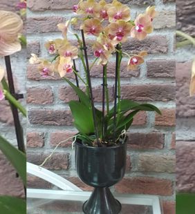 karasu çiçek orkide