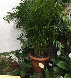 karasu çiçekçilik saksı bitkileri