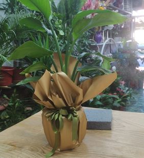 karasu çiçekçilik saksı hediyelik kauçuk