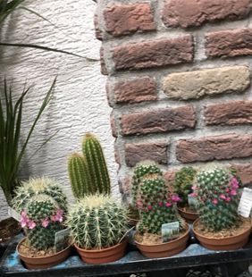 karasu çiçekçilik saksı kaktüsler