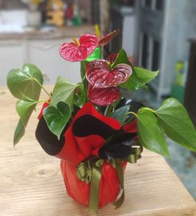 karasu çiçekçilik saksı dil çiçeği