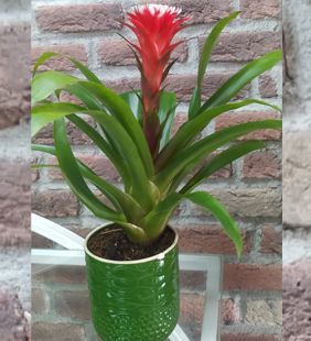 karasu çiçekçilik saksı sukulentler